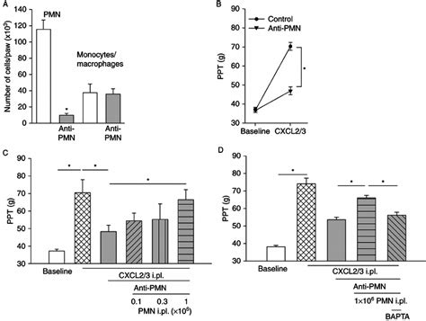 Effects Of Granulocyte Depletion And Reconstitution With Adoptively