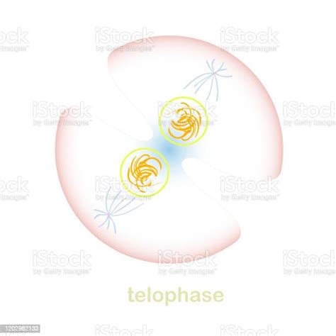 Telophase Bagian Dari Skema Siklus Sel Mitosis Objek Diisolasi Untuk