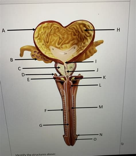 PreLab Quiz Male Diagram Quizlet