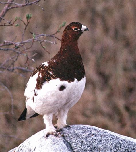 Alaska State Bird Willow Ptarmigan Birds Flock Together Pinterest