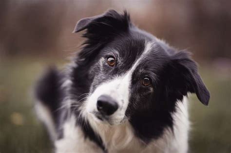 Ra As De Cachorros Mais Inteligentes Do Mundo Mastorrencito Casa