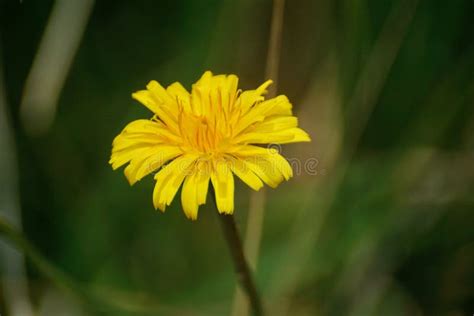 Fleur Sur Le Volcan Du Cotopaxi Photo Stock Image Du Altitude Volcan