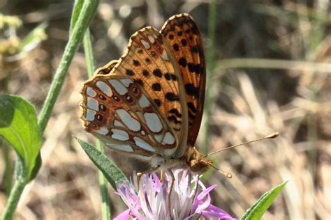 Kleiner Perlmutterfalter Issoria Lathonia Kleiner Pe Flickr