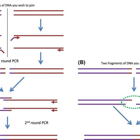 Using Splicing Overlap Extension PCR To Create Mutations A Insertion