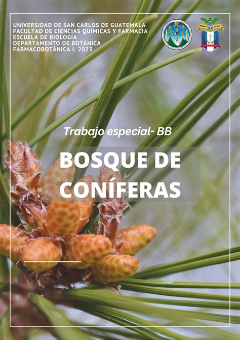 Guía de plantas de árboles de coníferas en Guatemala by Aivsil Issuu