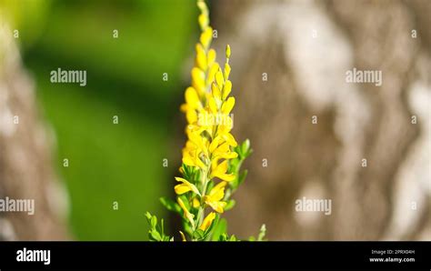 Flor De Escoba Amarilla En El Arbusto De Escoba Cerca De Una Planta