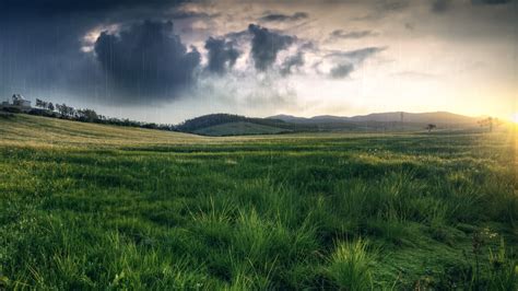 grass, Field, Rain, Nature Wallpapers HD / Desktop and Mobile Backgrounds