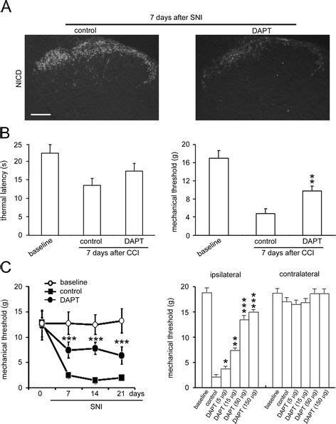 Dapt Inhibits Thermal Hyperalgesia And Mechanical Allodynia Induced By