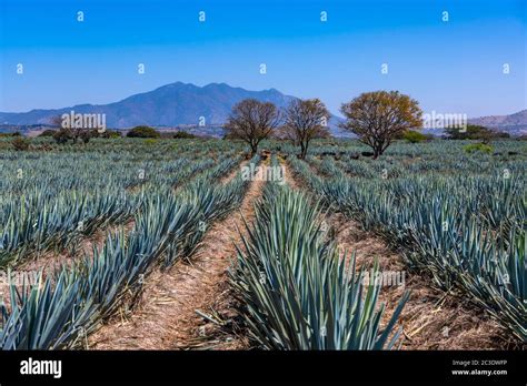 Campo Agave Azul En Tequila Jalisco M Xico Fotograf A De Stock Alamy