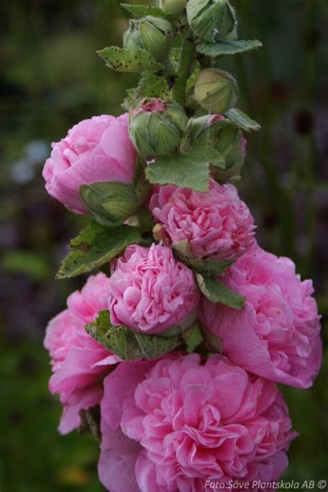 Alcea Rosea Pleniflora Rosa Essunga Plantskola