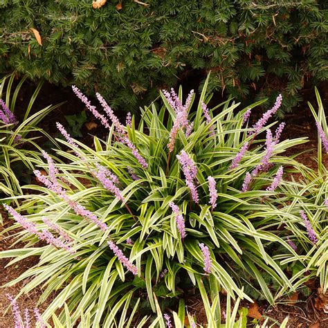 Shop Variegated Liriope Shrub Online | Perfect Plants