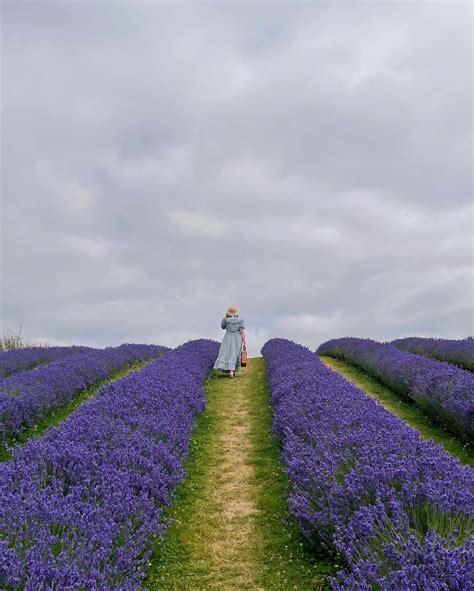 Download Take in the beauty of lavender fields. | Wallpapers.com