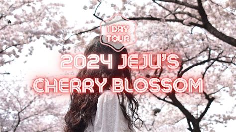 JEJU Cherry Blossom Day-Tour - Klook