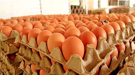 Más de 8 millones de huevos por semana salen del país vía contrabando