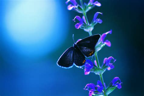 Butterfly Flower Wallpaper,HD Flowers Wallpapers,4k Wallpapers,Images ...