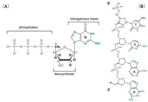 工具 DNA反向互补DNA reverse complement 云舟生物