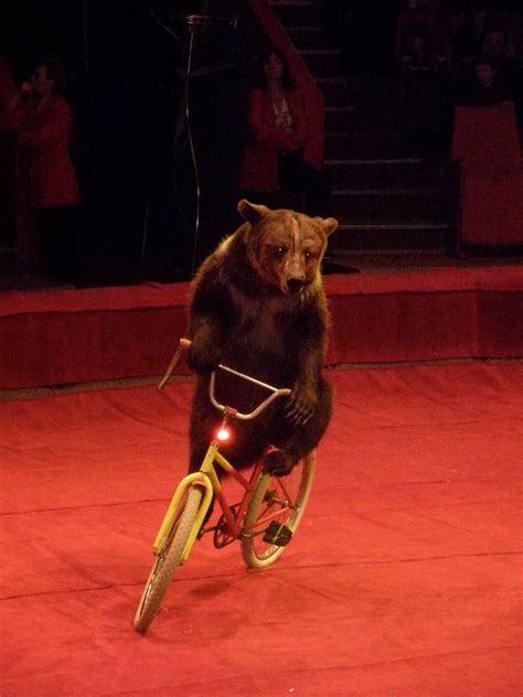 bear riding bike | Riding bike, Bike ride, Riding