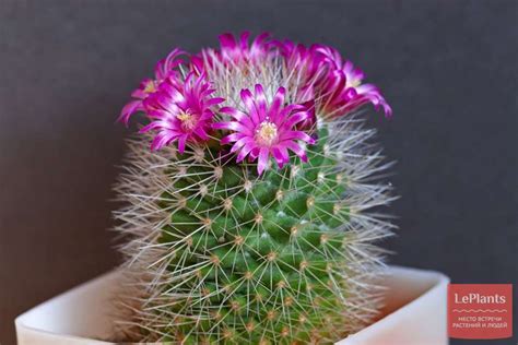 Маммиллярия (Mammillaria) — описание, выращивание, фото | на LePlants.ru