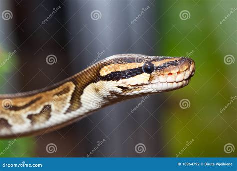 Königliche Pythonschlange Oder Kugelpythonschlange Pythonschlange