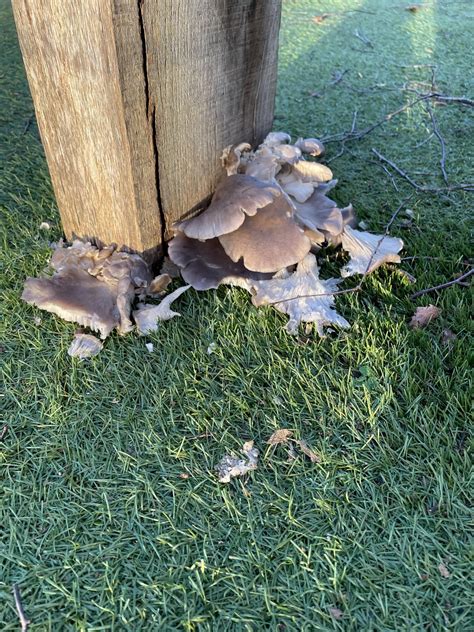 Can I Get An Id On This Fungus Growing In The School Playground Please