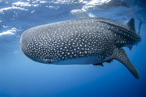 Swimming With Whale Sharks In Mexico A Complete Guide