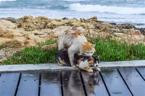 Apareamiento En Gatos O Apareamiento Felino Wakyma