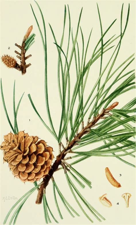 Pinus Rigida The Pitch Pine Free Stock Photo Public Domain Pictures