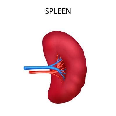 Spleen Vector Art, Icons, and Graphics for Free Download