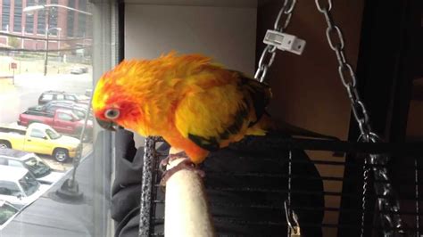 Sun Conure Sharpening Beak Youtube