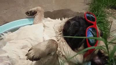 a dog laying on the ground with its head in an animal toy and wearing ...