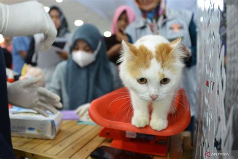 Kenali Gejala Pencegahan Rabies Pada Manusia Dan Hewan ANTARA News