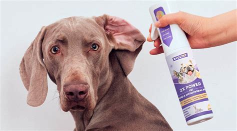 The Ultimate Guide to Treating Dog Skin Yeast Infection: Symptoms ...