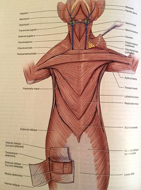 Cat Link Muscles Ventral Side Diagram Quizlet