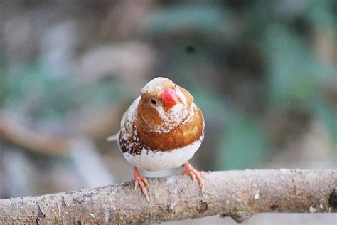 Zebra Finch Bird Gorgeous Free Photo On Pixabay Pixabay