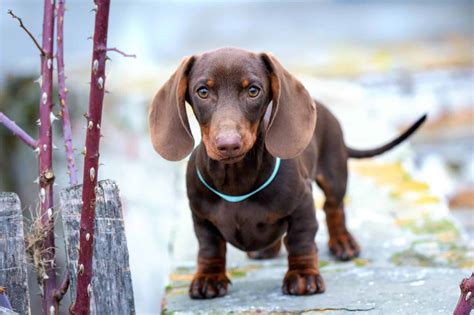 How Much Does a Dachshund Cost? (2026 Updated)