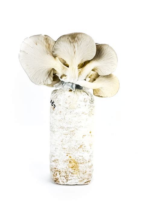 Mushroom Growing Kits – Planet Mushrooms