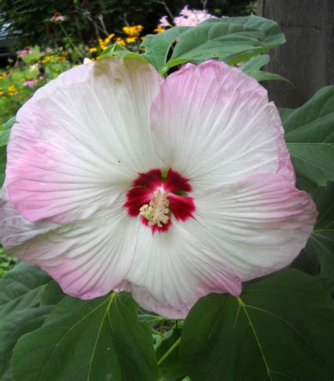 Larrys Creative Zone Dinner Plate Hibiscus