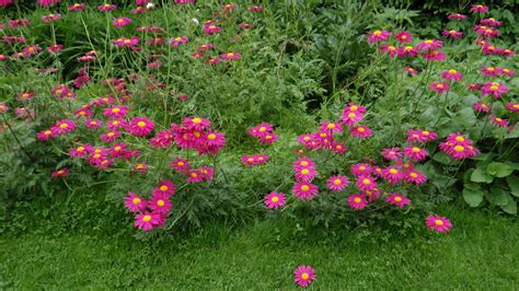 Tanacetum coccineum (Asteraceae) image 83989 at PhytoImages.siu.edu