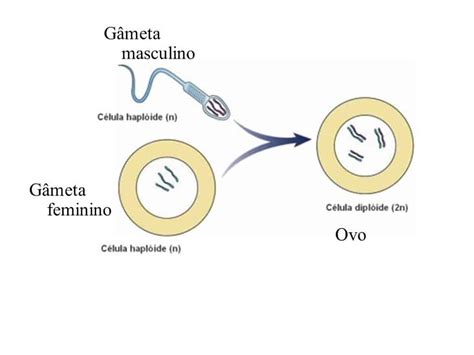 Reprodução Sexuada O Que é Definição Classificação E Como Funciona