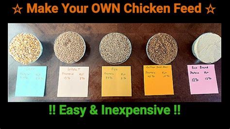 Make Your OWN Healthy And Inexpensive Chicken Feed YouTube