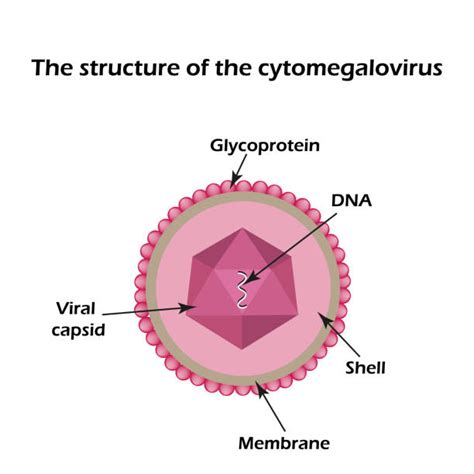 400+ Cytomegalovirus Stock Photos, Pictures & Royalty-Free Images - iStock