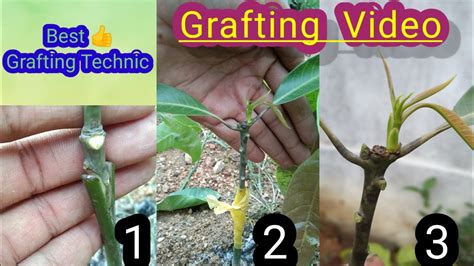 Mango Tree Grafting Video Best Grafting Technic Mango Grafting