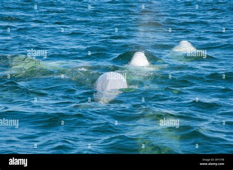 Canada, Manitoba, Churchill. Churchill River Estuary, wild beluga ...