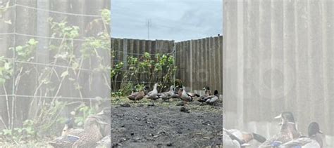 Утки подсадные для охоты купить в Кагальнике | Животные и зоотовары | Авито