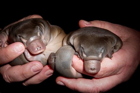 Penelope The Platypus And Bronx Zoo Arranged Mating False Egg Laying