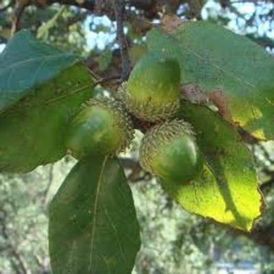 Cork Oak