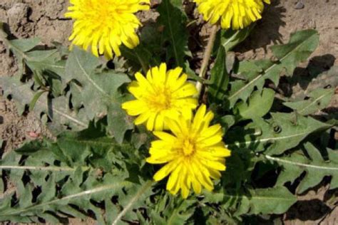 Picture Of Dandelion Brief Introduction Of Morphological