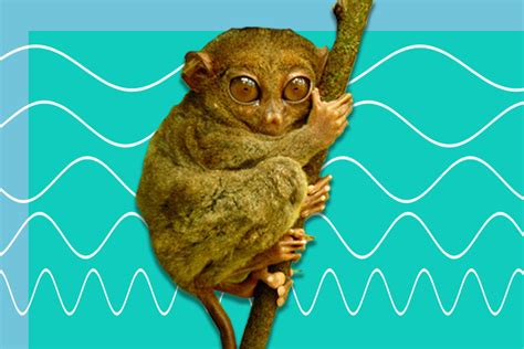 Ultrasonic Animals That Vocalize at Frequencies Beyond Our Hearing ...