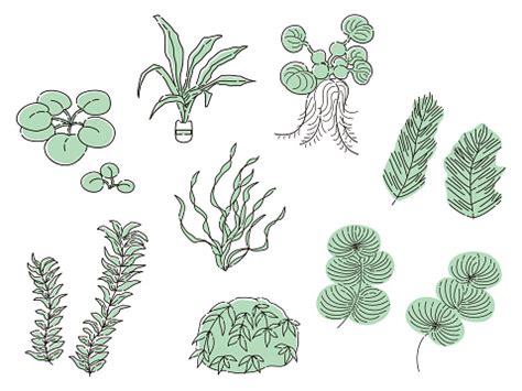 Illustration Set Of Aquatic Plants Aquarium Stock Illustration - Download Image Now - Aquarium ...