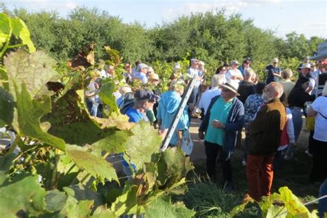 September Weinwanderung Jahre Mz Laubenheim De